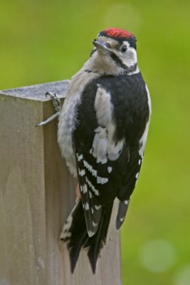 Great Spotted Woodpecker_24.jpg