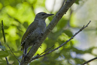 Grey-headed Woodpecker_2.jpg