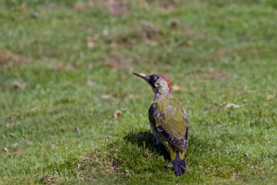 Green Woodpecker_2.jpg