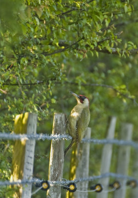 Green Woodpecker_3.jpg