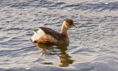 Little Grebe_1.jpg