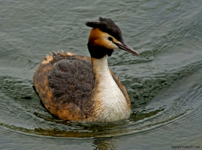 Grebes and Divers