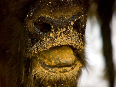 European Bison - closeup.jpg