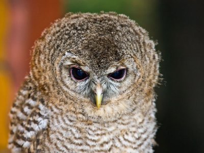 Wild Birds (June 2010)