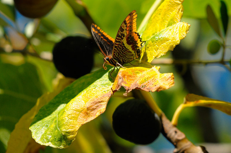 Swallowtail Butterfly on an Autumn Fig Leaf