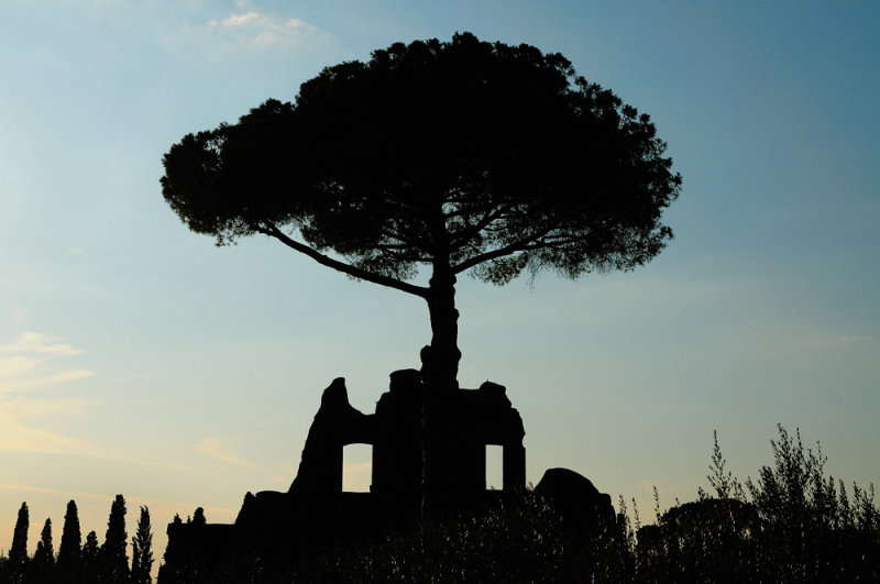 Silhouette Tree