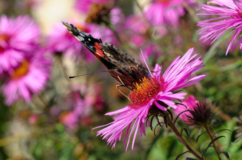 Abbey Butterfly