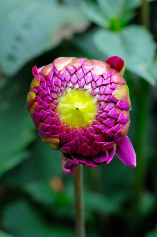 Purple Dahlia Bud