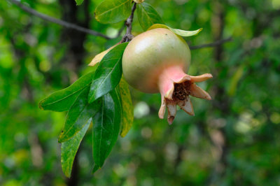 Sasso Marconi Pomegranate