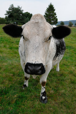 Mean Looking Vosges Cow