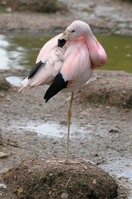 Flamingo Balance