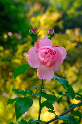 Abbey Rose