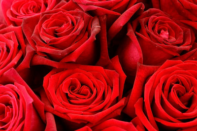 Very Red Roses