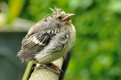 Baby Chaffinch: Bad Hair Day