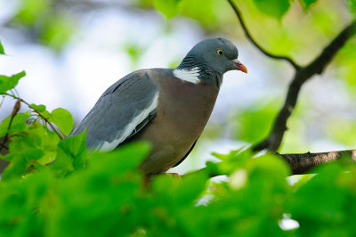 Wood Pigeon up in the Lime Tree