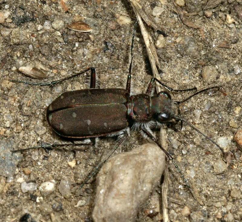 Twelve-spotted Tiger Beetle