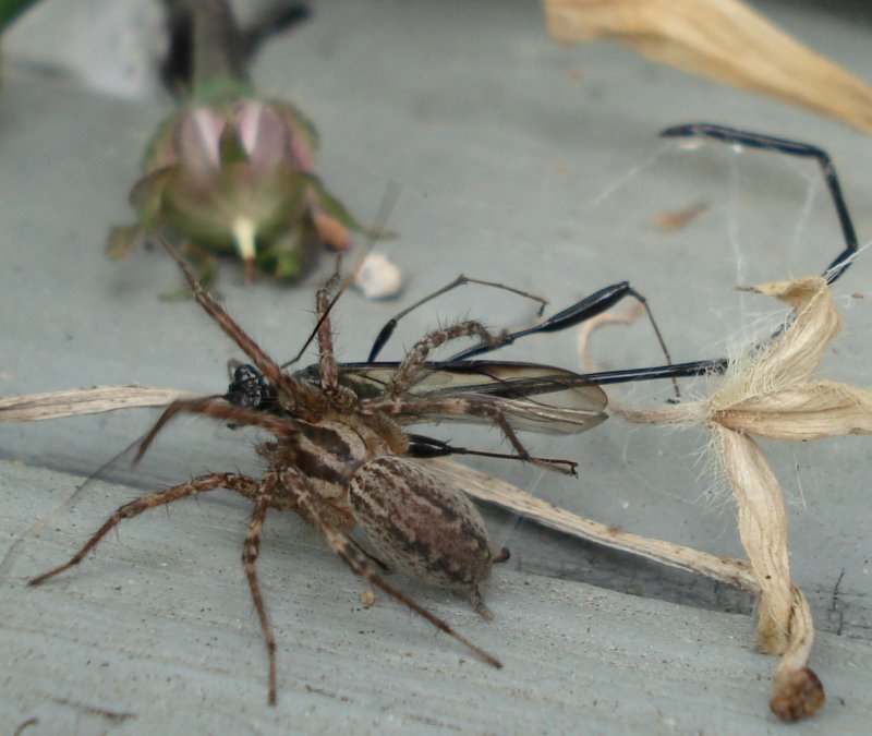 Pelecinid Wasp (Pelecinus polyturator) captured by a Funnel-Web Spider (Agelenidae) 