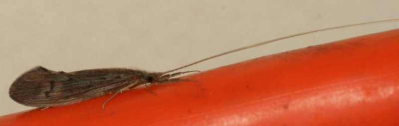 Genus Oecetis