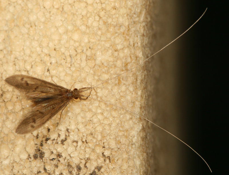 Genus Oecetis