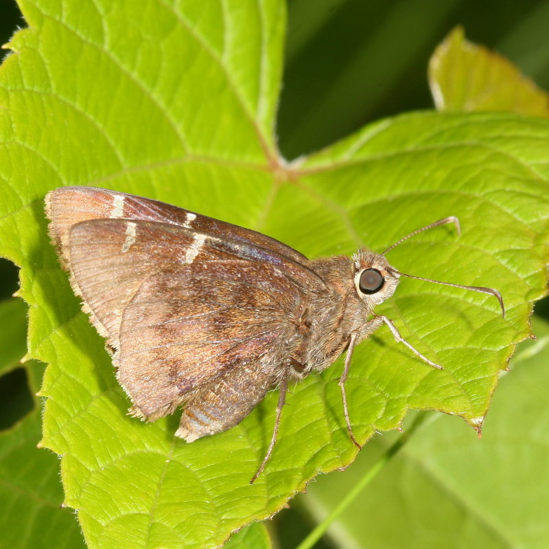 Southern Cloudywing