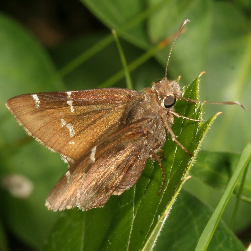 Southern Cloudywing