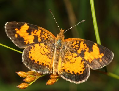 Pearl Crescent