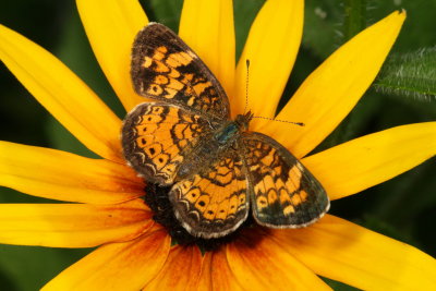 Pearl Crescent