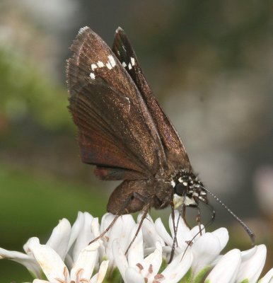 Common Sootywing