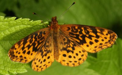 Meadow Fritillary