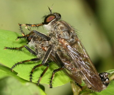 Machimus ♂ & ♀