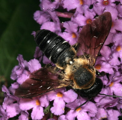 Megachile sculpturalis ♀ * Sculptured Resin Bee