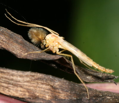 Chironomidae : Non-biting Midges