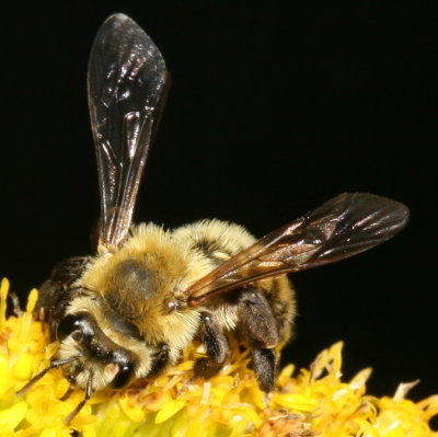 Andrena hirticincta * Hairy-banded Mining Bee