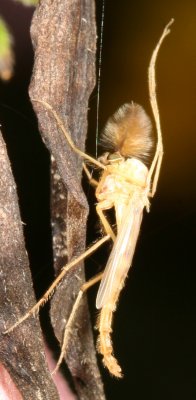 Tribe Chironomini #1 ♂