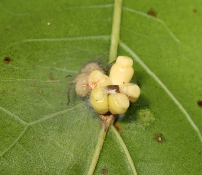 Kokkocynips decidua * Oak Wheat Gall