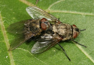 Pollenia ♂ & ♀