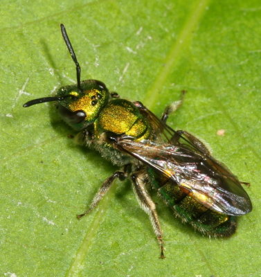 Halictidae : Sweat Bees