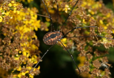 Leiobunum vittatum, female