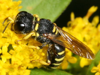 Crabronidae : Beewolves, Sand Wasps, Square-headed Wasps, Aphid Wasps