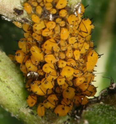 Aphididae : Aphids
