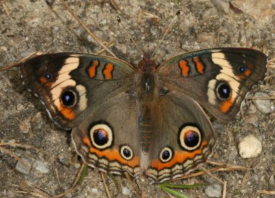 Common Buckeye