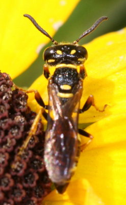 Philanthus gibbosus