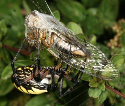 Yellow Garden Spider wrapping a Cicada