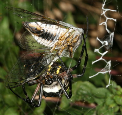 Yellow Garden Spider wrapping a Cicada