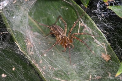 Funnel-Web Spider