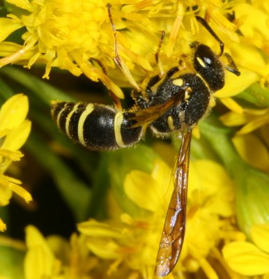 Ancistrocerus catskill ♀