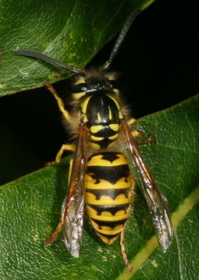 Vespula flavopilosa