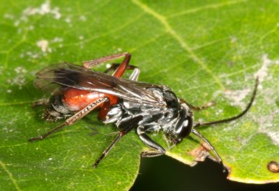 Pompilidae : Spider Wasps