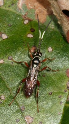 Genus Cratichneumon ♀