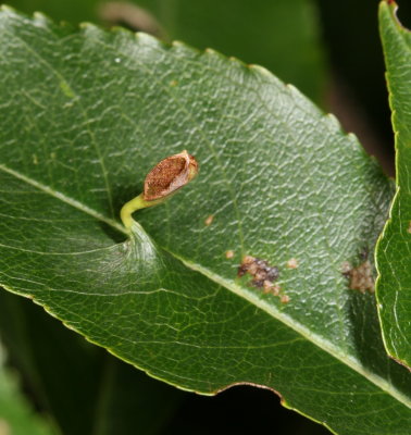 Eriophyes cerasicrumena* Black Cherry Leaf Gall Mite